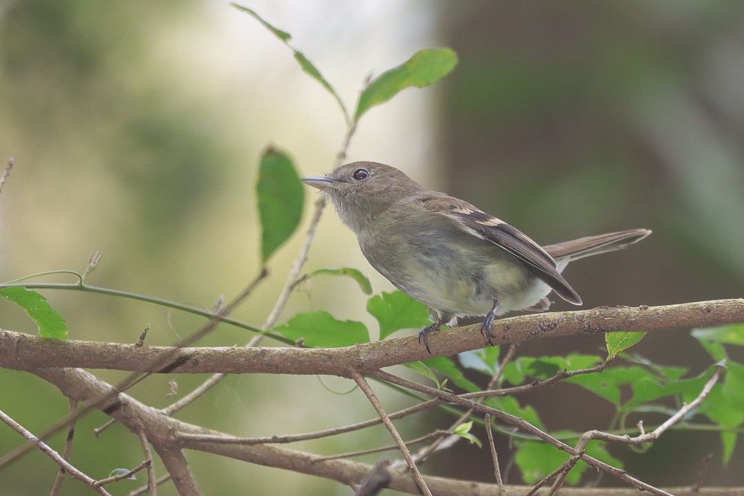 Коричневатый мухолов - ML626346603