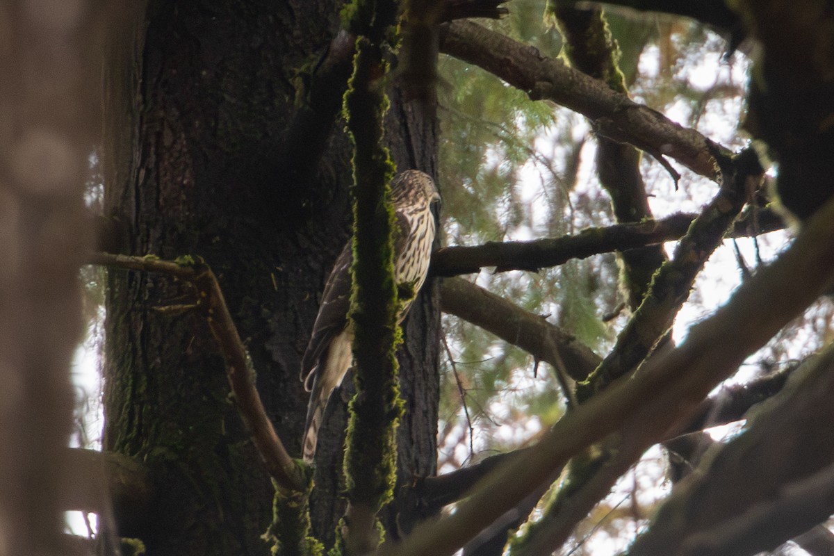 Cooper's Hawk - ML626346630