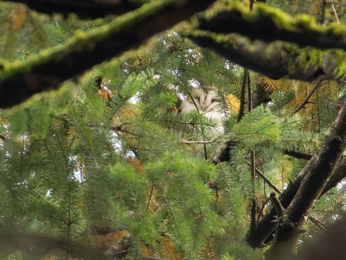 American Barn Owl - ML626346657