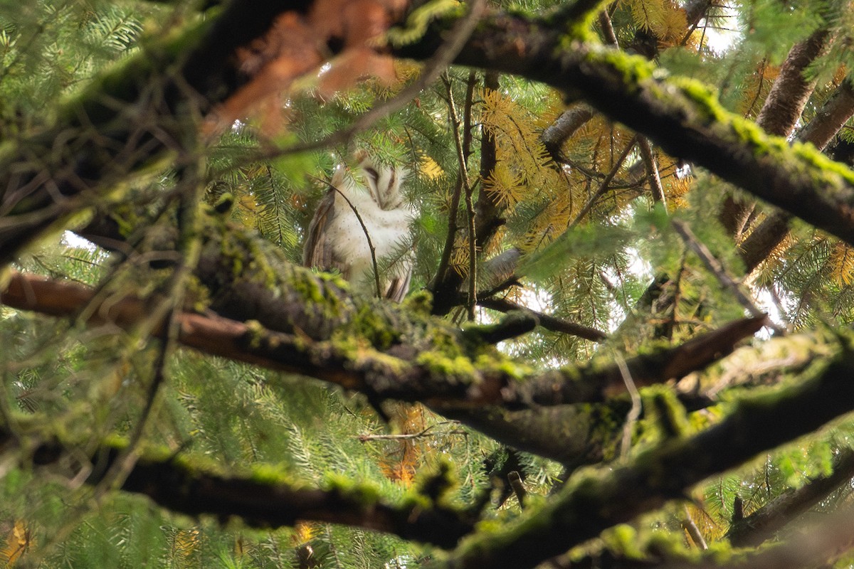 American Barn Owl - ML626346658