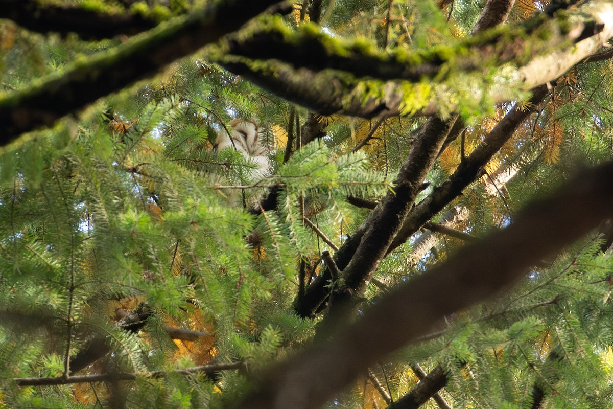 American Barn Owl - ML626346661