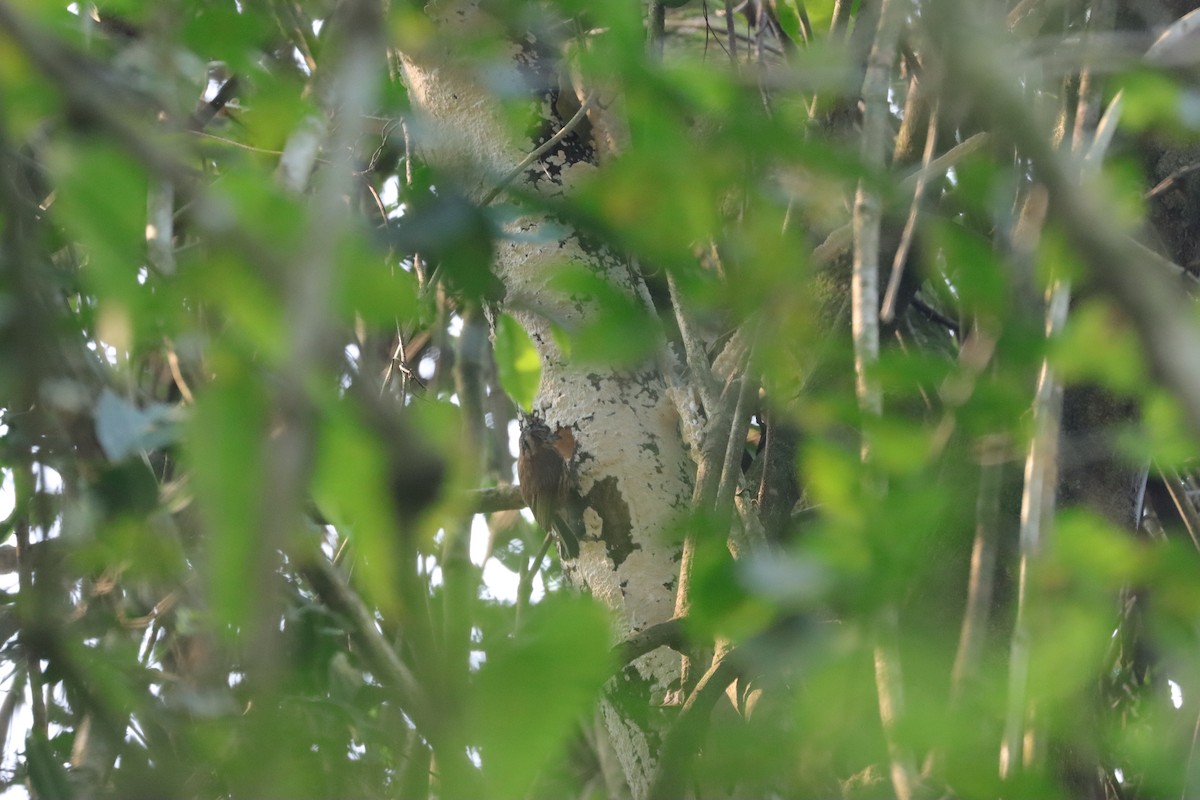 Бурогрудый дятелок - ML626346677