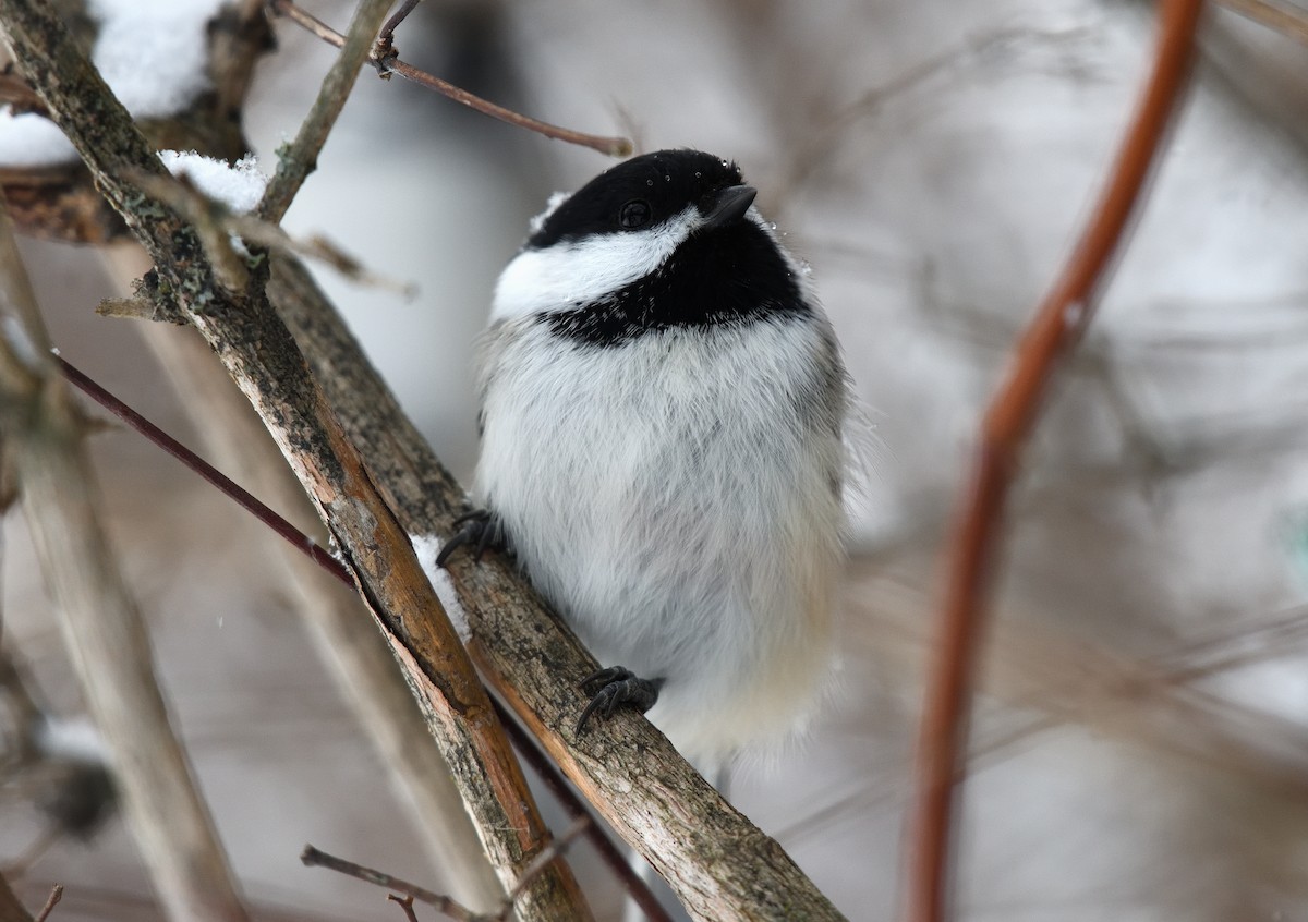 Black-capped Chickadee - ML626346769
