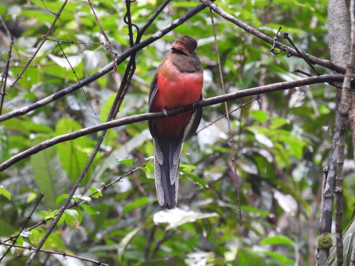 Diard's Trogon - ML626346774