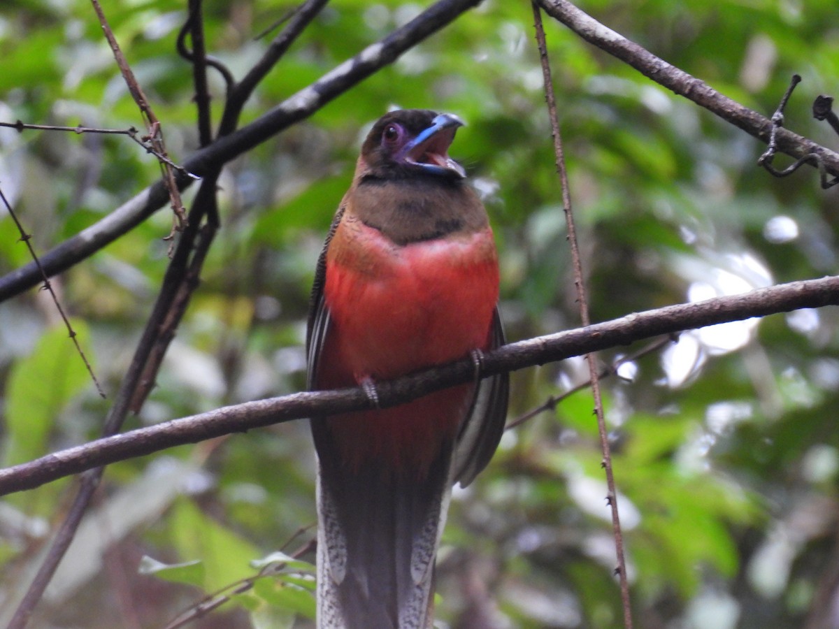 Diard's Trogon - ML626346775