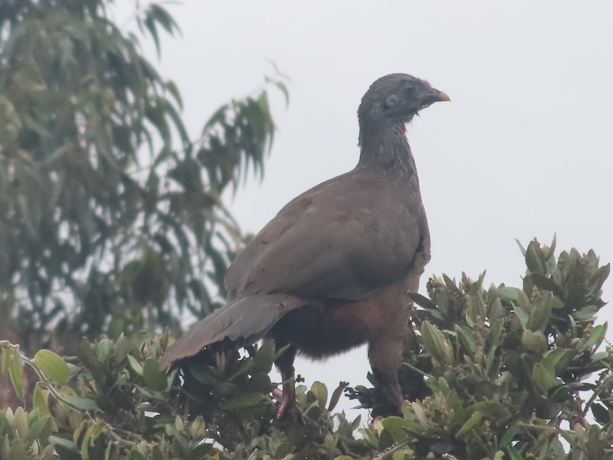 Andean Guan - ML626346789