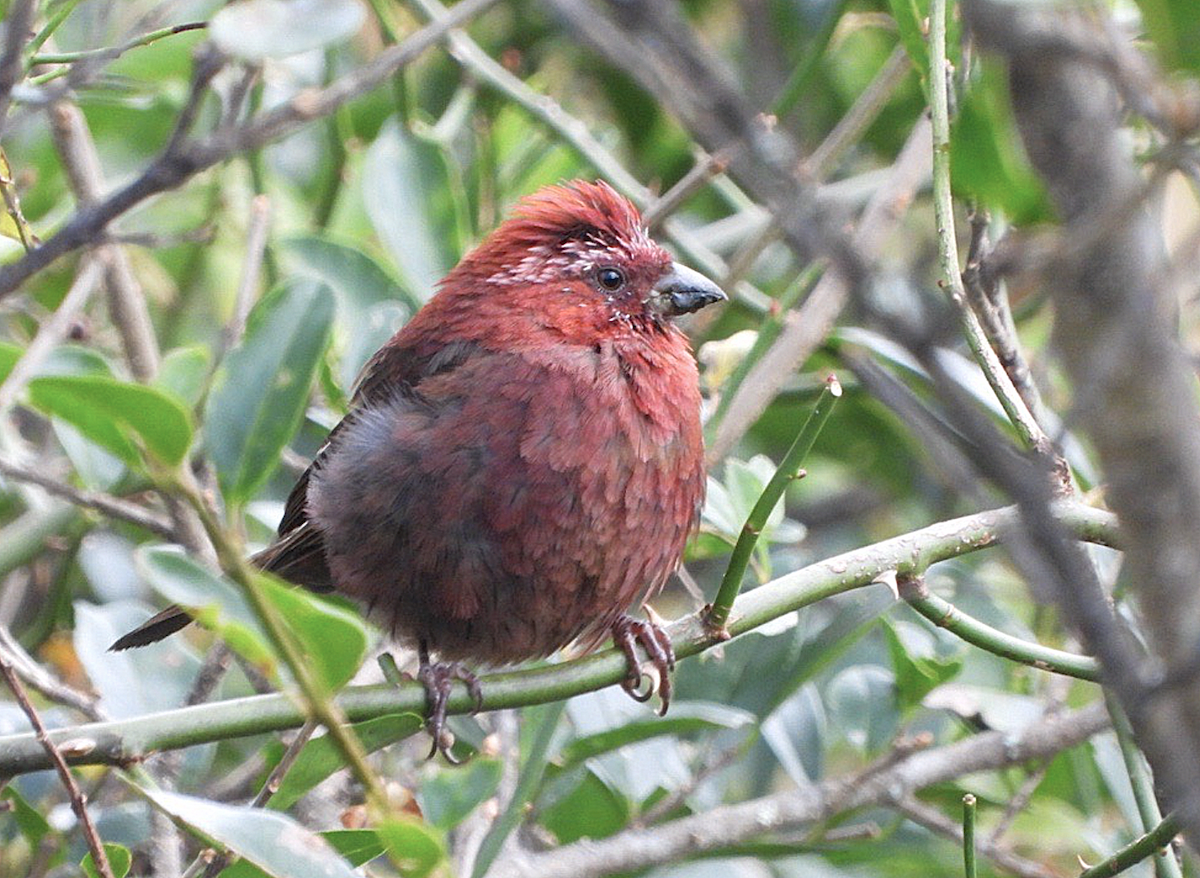 Taiwan Rosefinch - ML626346801