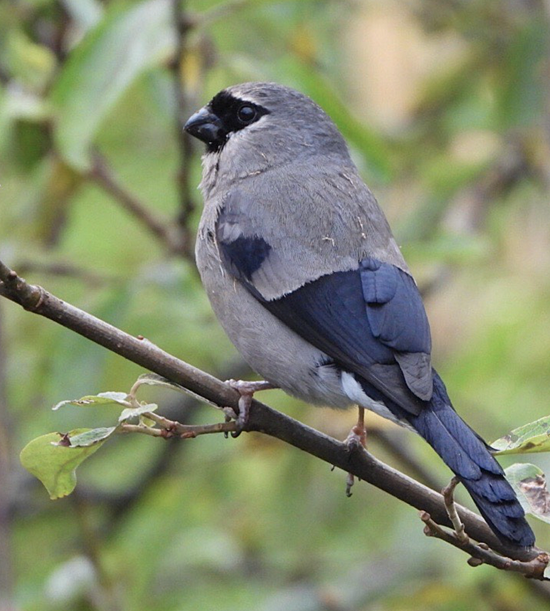 Taiwan Bullfinch - ML626346805