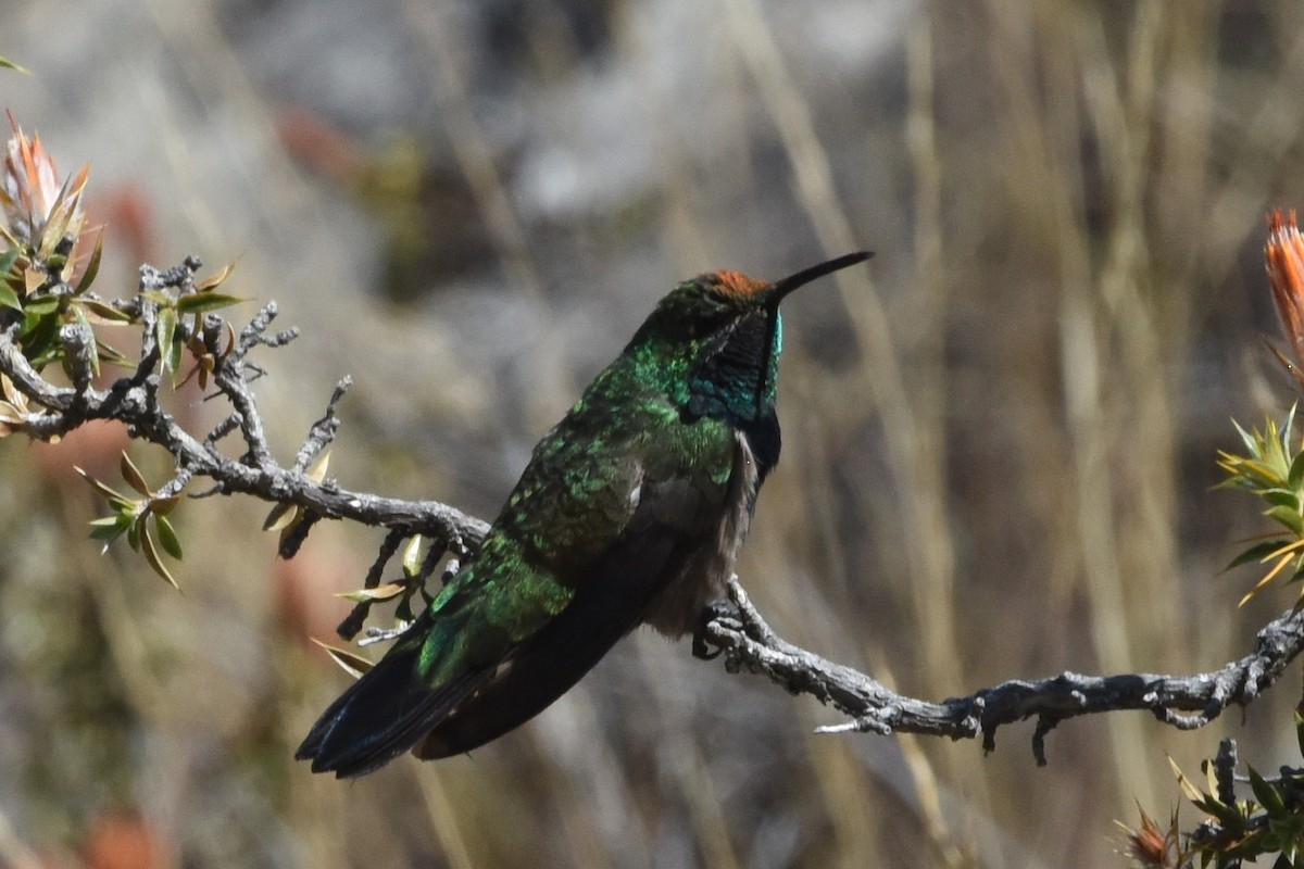 Black-breasted Hillstar - ML626346942