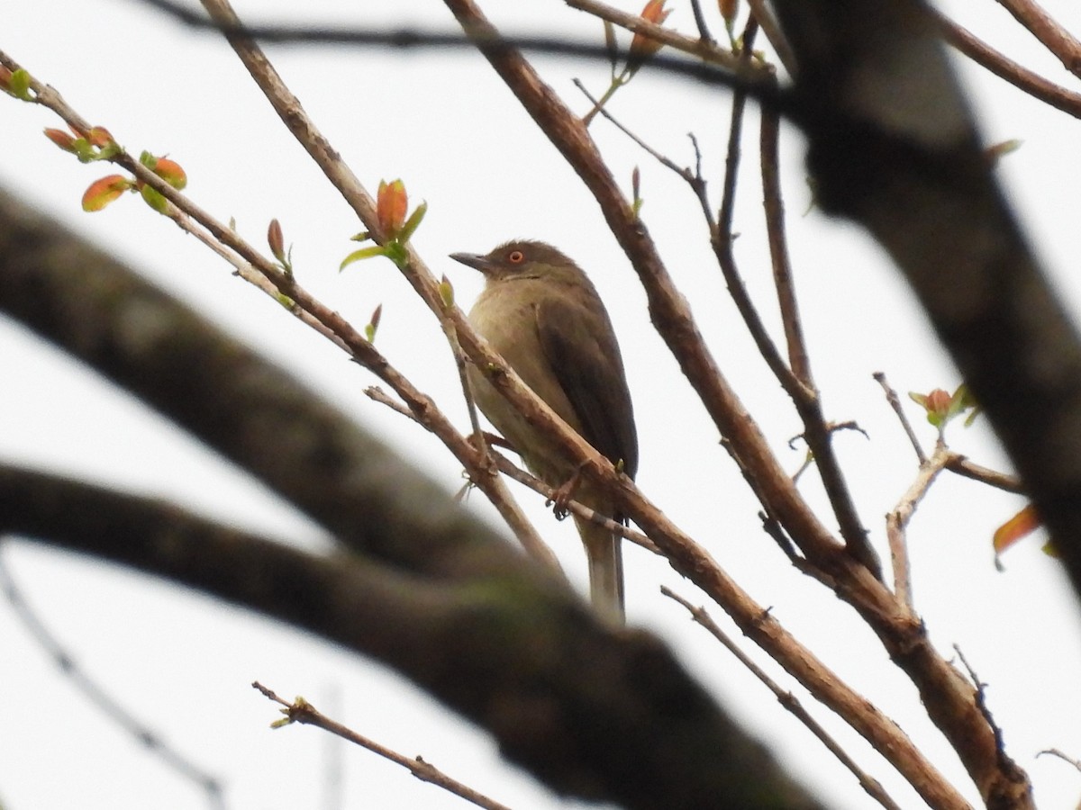 Cream-vented Bulbul - ML626346958