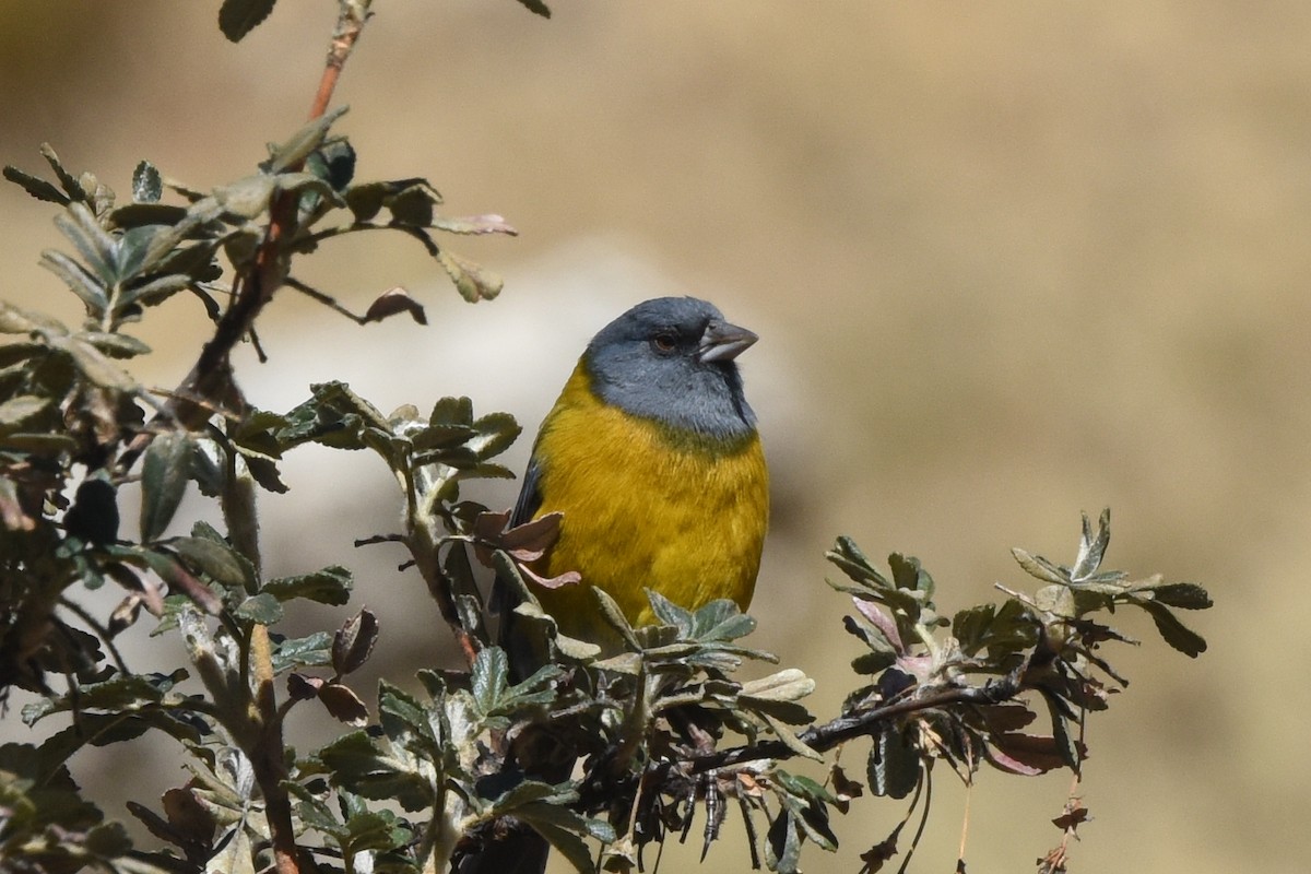 Peruvian Sierra Finch - ML626346969