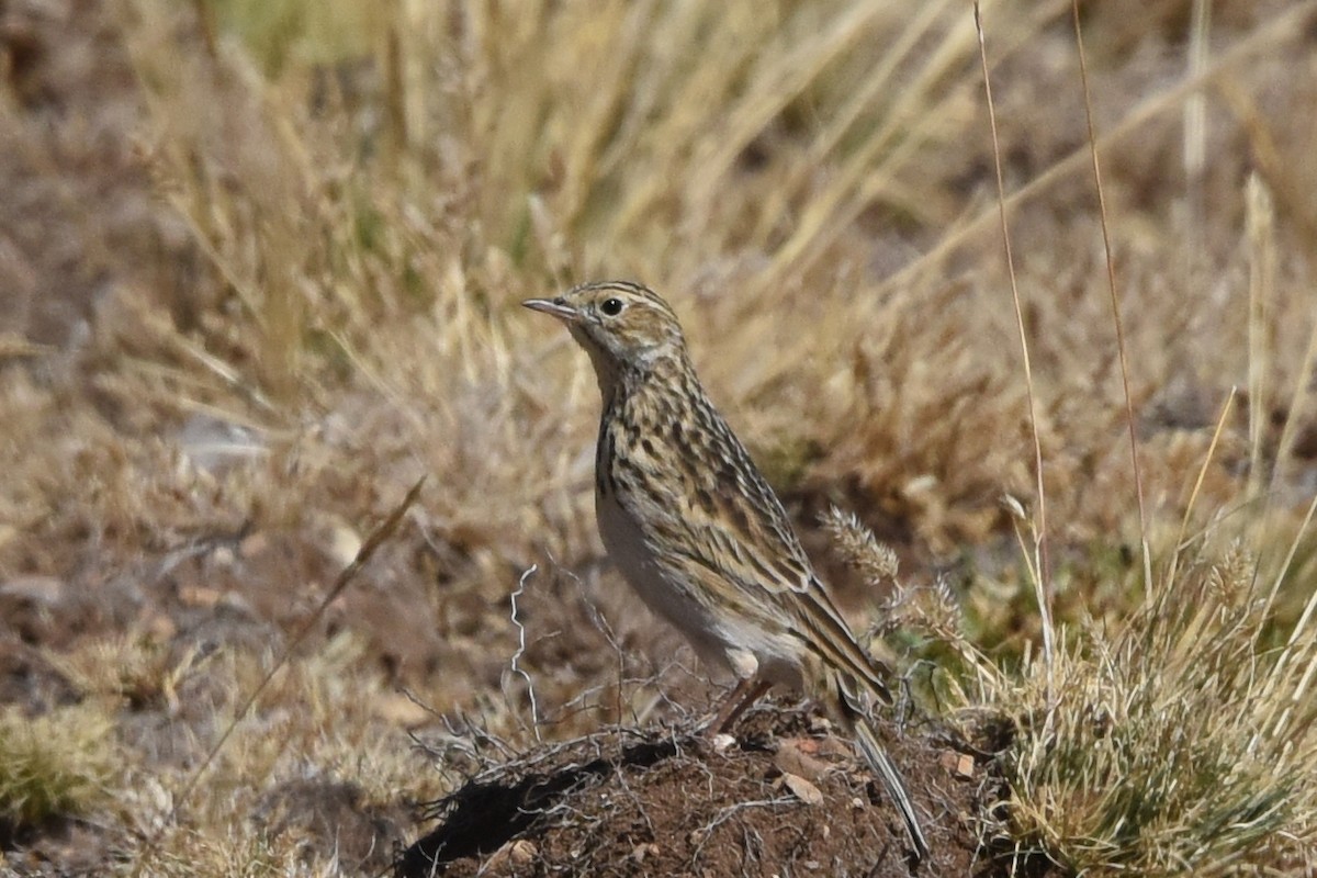 Puna Pipit - ML626346982