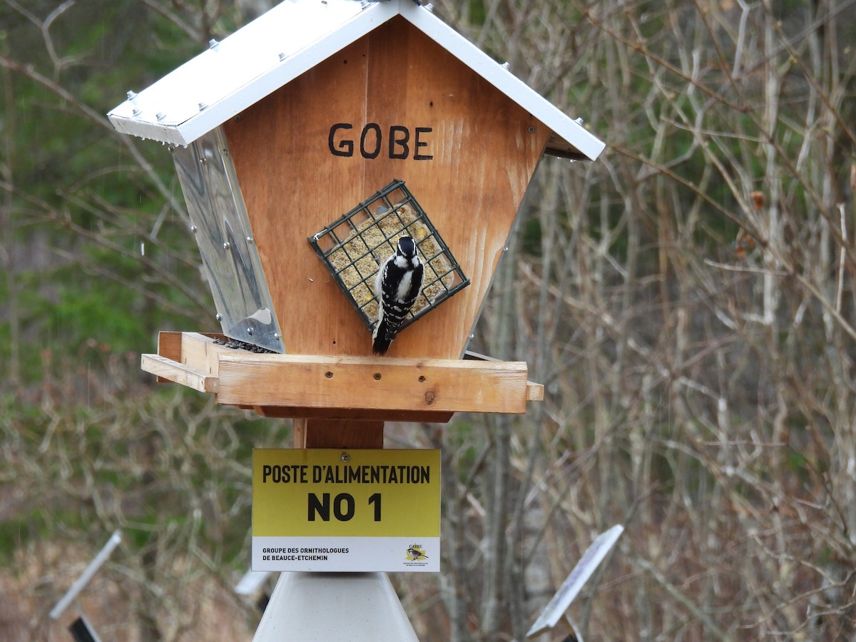 Downy Woodpecker - ML626347000