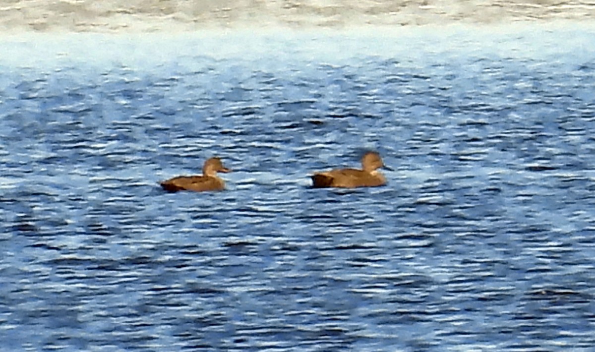 Gadwall - ML626347094