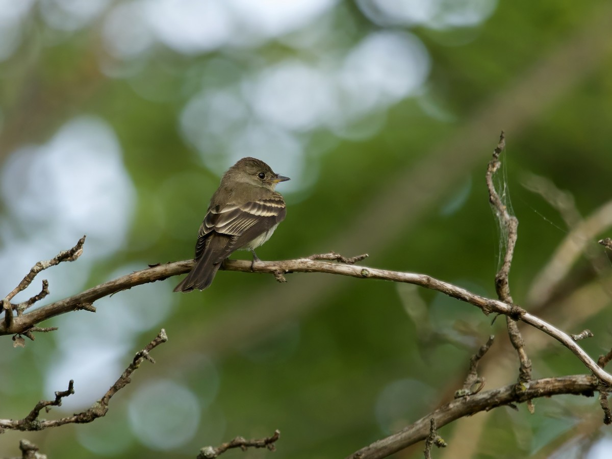 Eastern Wood-Pewee - ML626347194