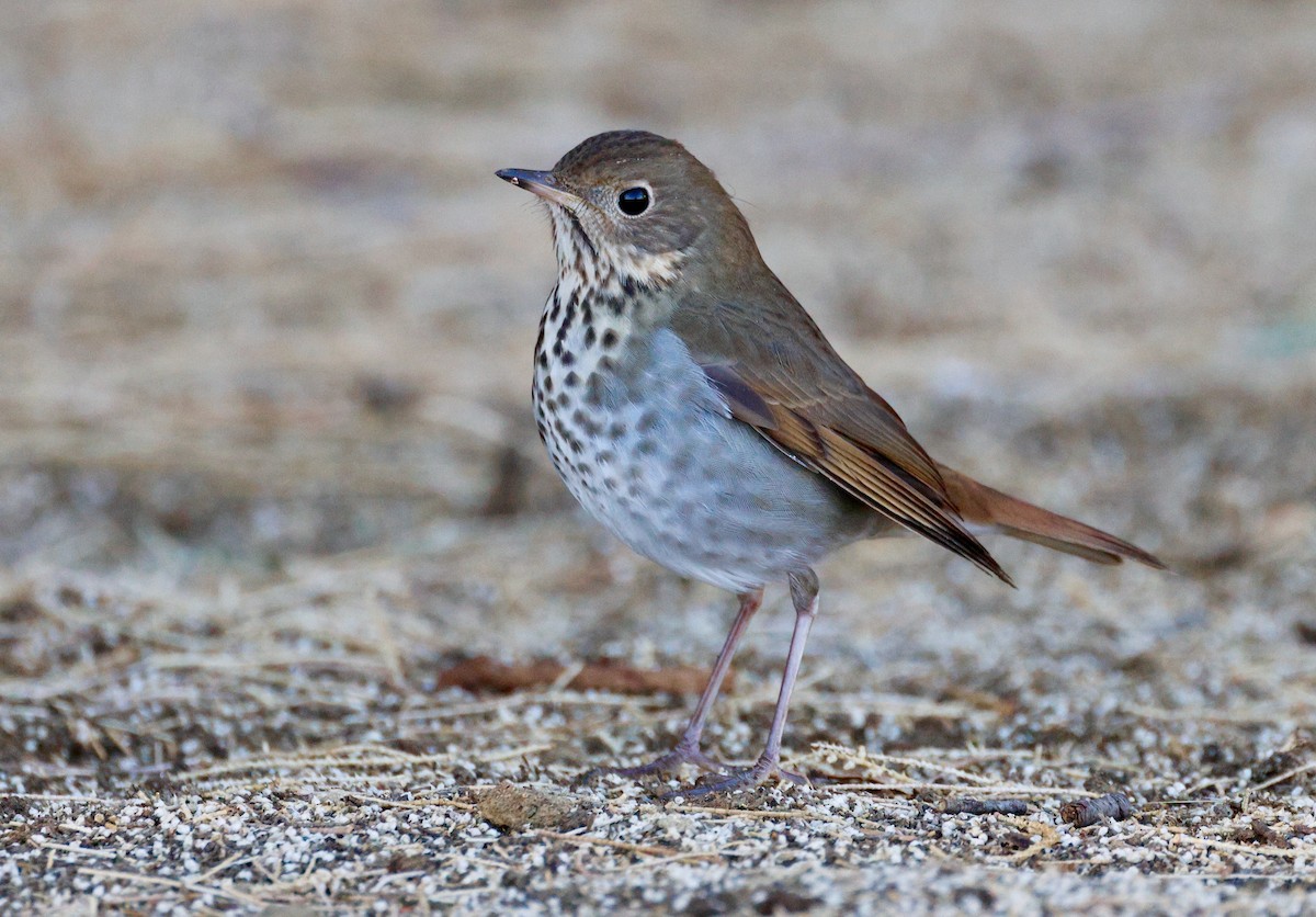 Hermit Thrush - ML626347217