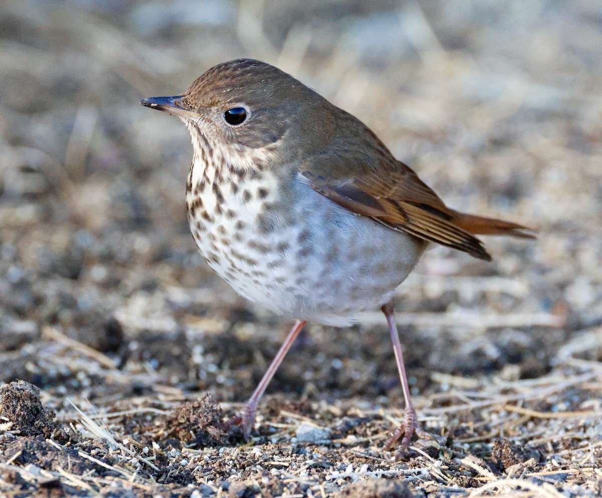 Hermit Thrush - ML626347218