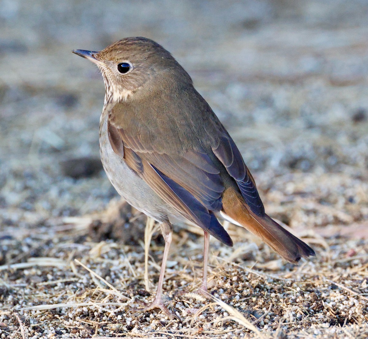 Hermit Thrush - ML626347220