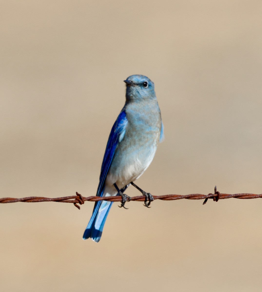 Mountain Bluebird - ML626347355