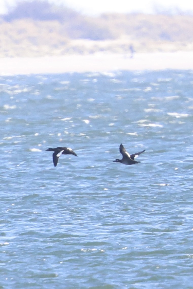 White-winged Scoter - ML626347381
