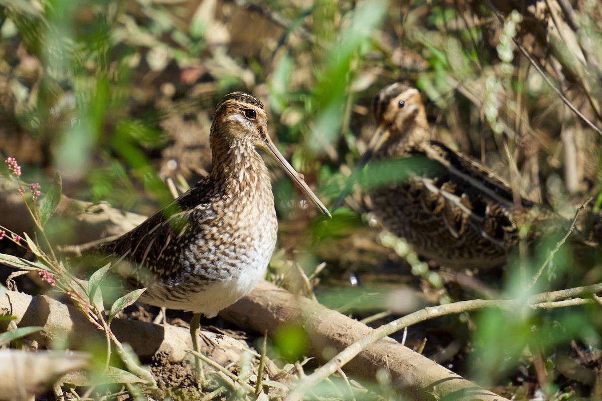 Wilson's Snipe - ML626347427