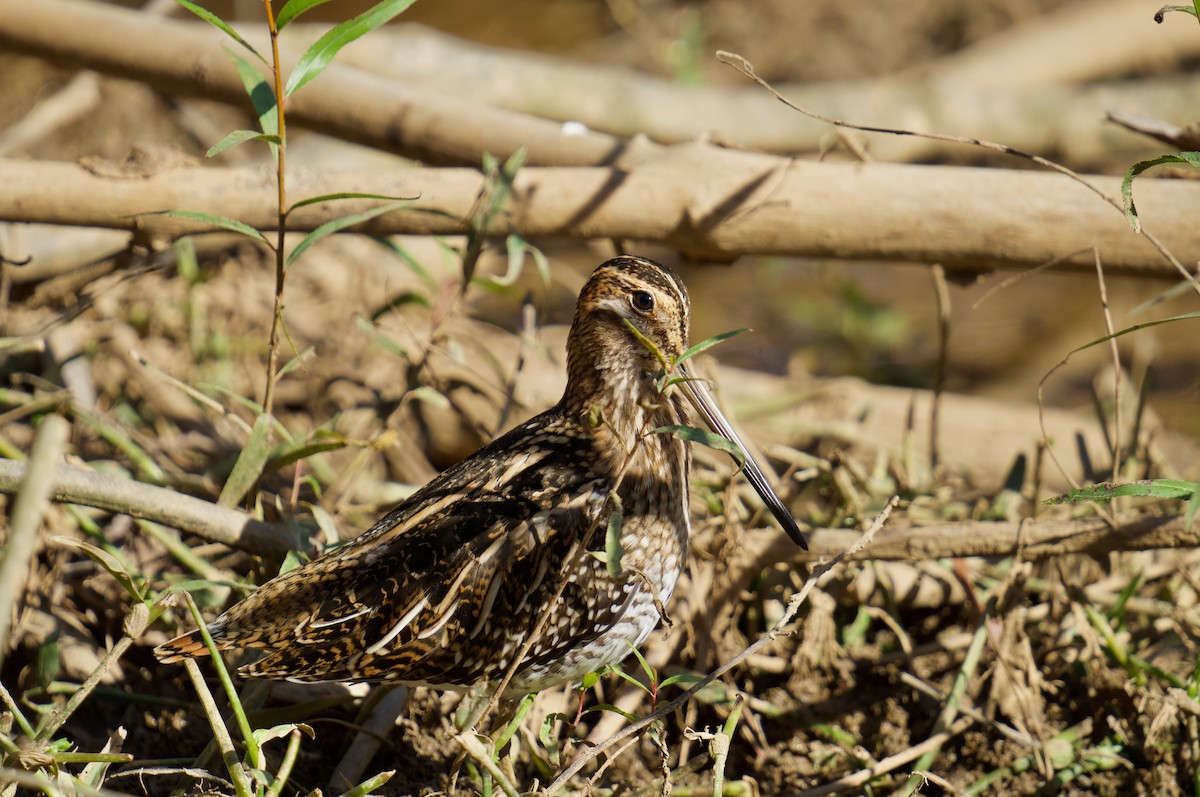 Wilson's Snipe - ML626347428
