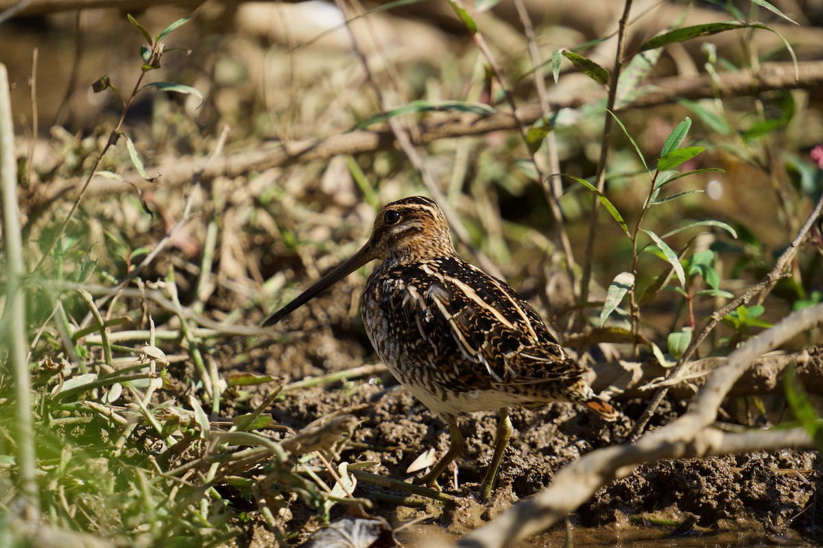 Wilson's Snipe - ML626347429