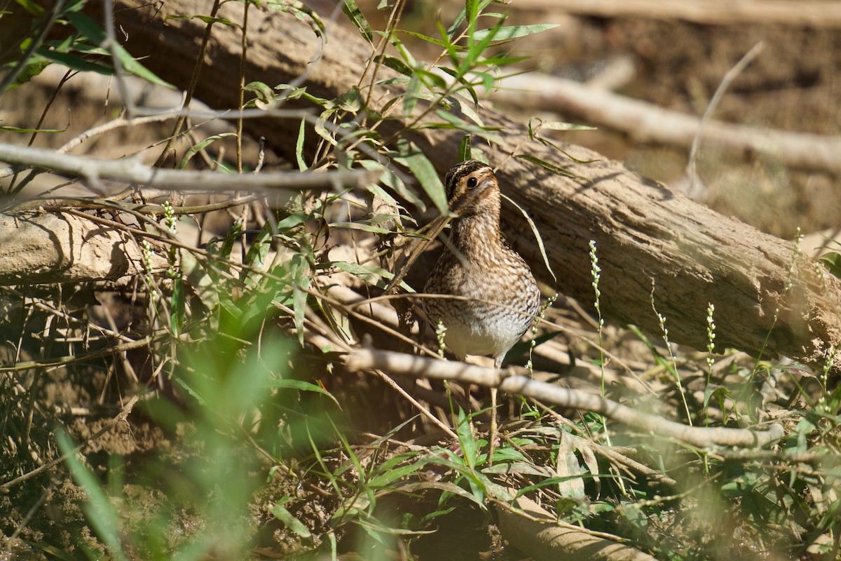 Wilson's Snipe - ML626347430