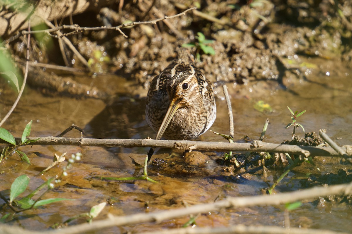 Wilson's Snipe - ML626347431