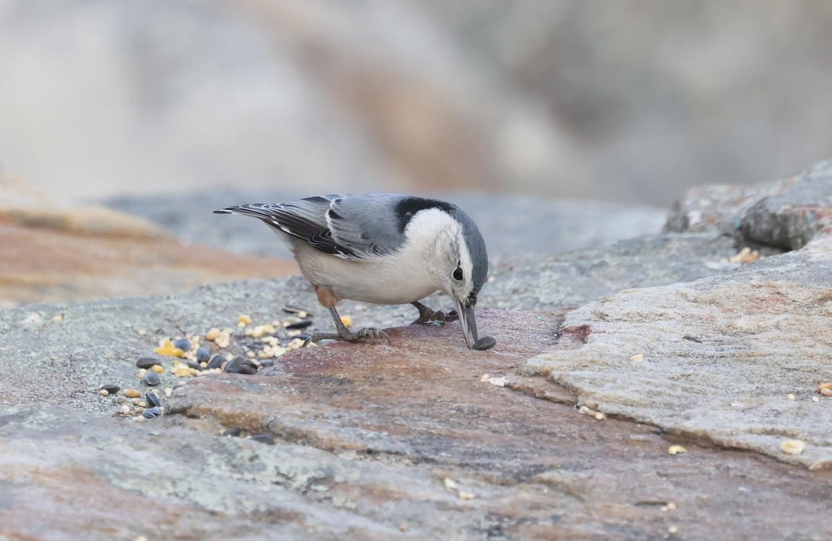 White-breasted Nuthatch - ML626347639