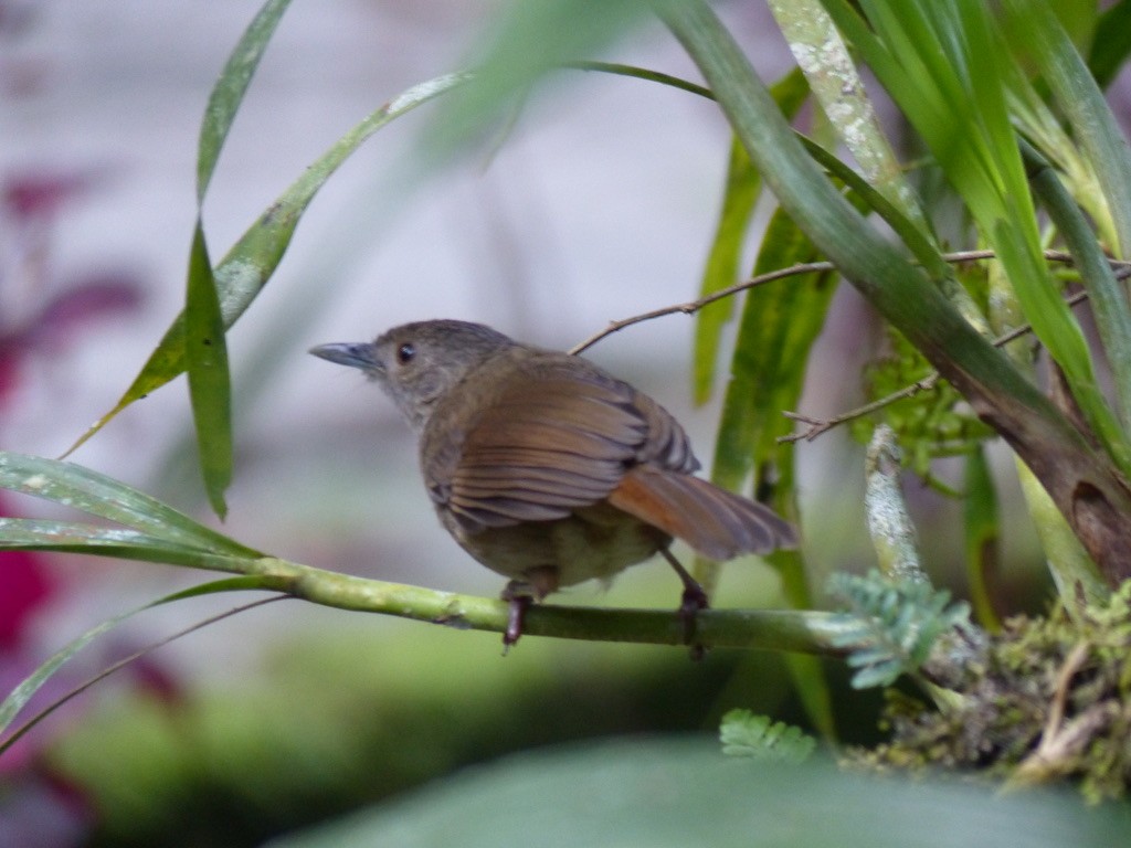 Sulawesi Babbler - ML626347650