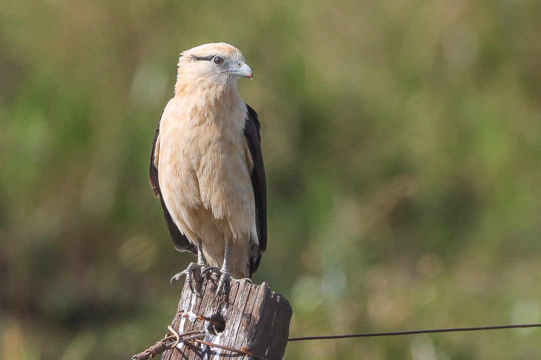 Химахима - ML626347775