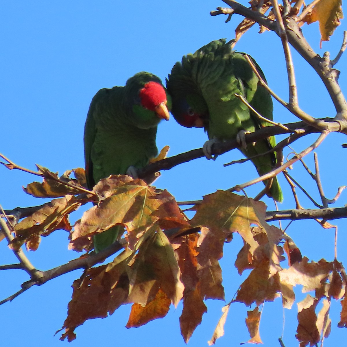 Red-crowned Amazon - ML626347854