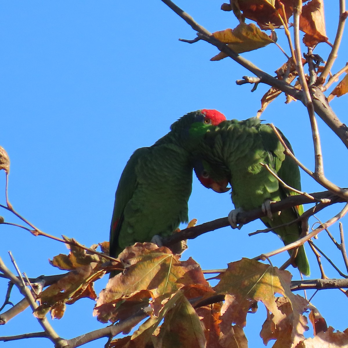 Red-crowned Amazon - ML626347862