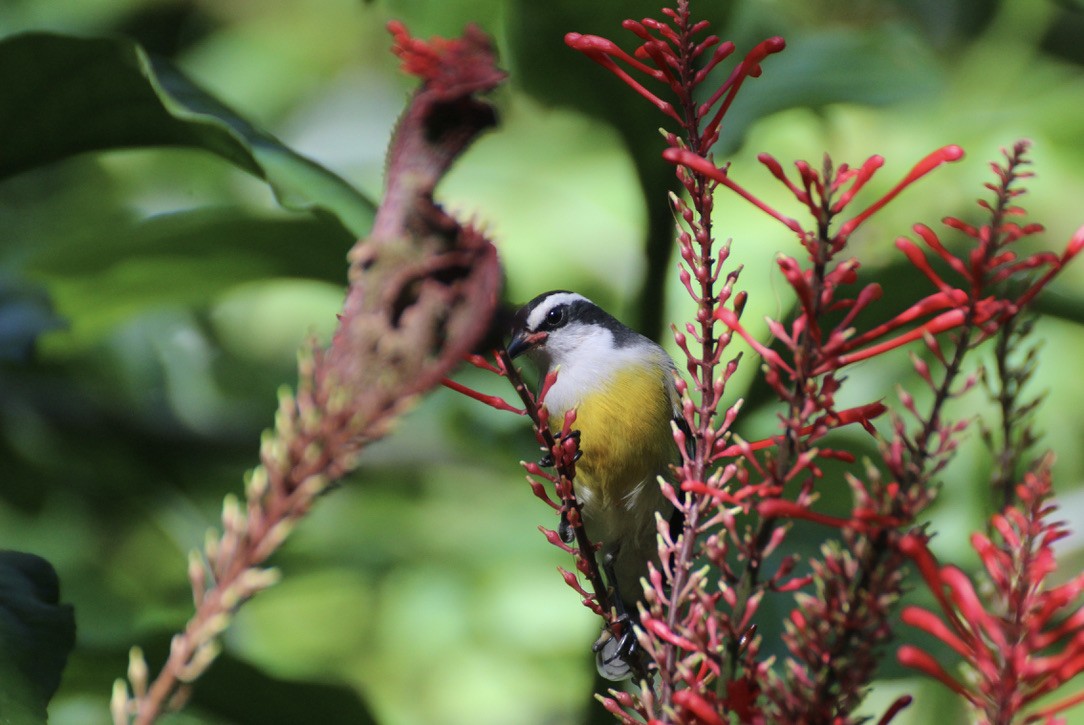 Bananaquit - ML626347881