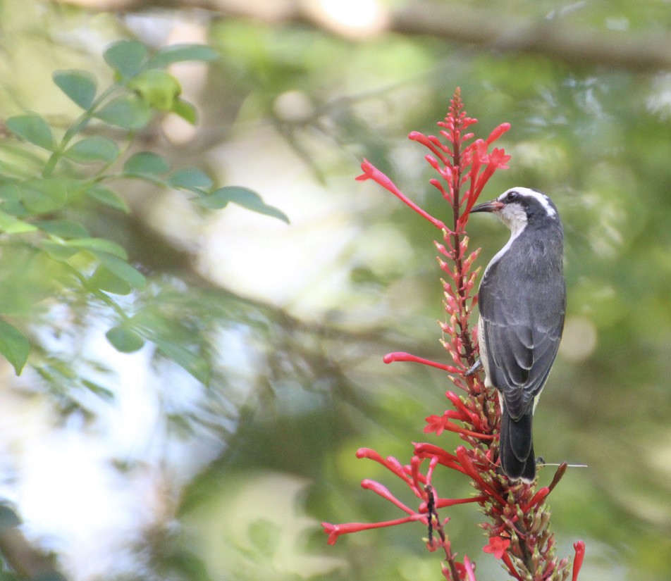 Bananaquit - ML626347892
