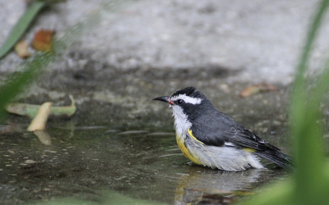 Bananaquit - ML626347899