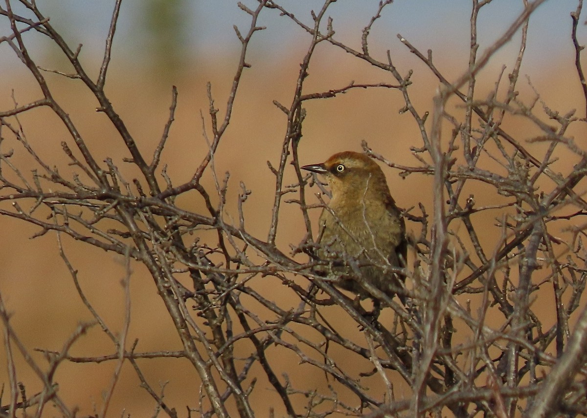 Rusty Blackbird - ML626347900
