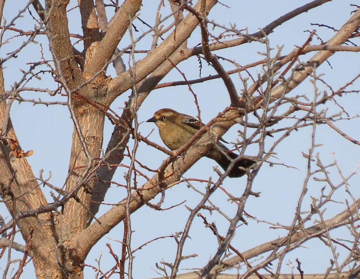 Rusty Blackbird - ML626347901