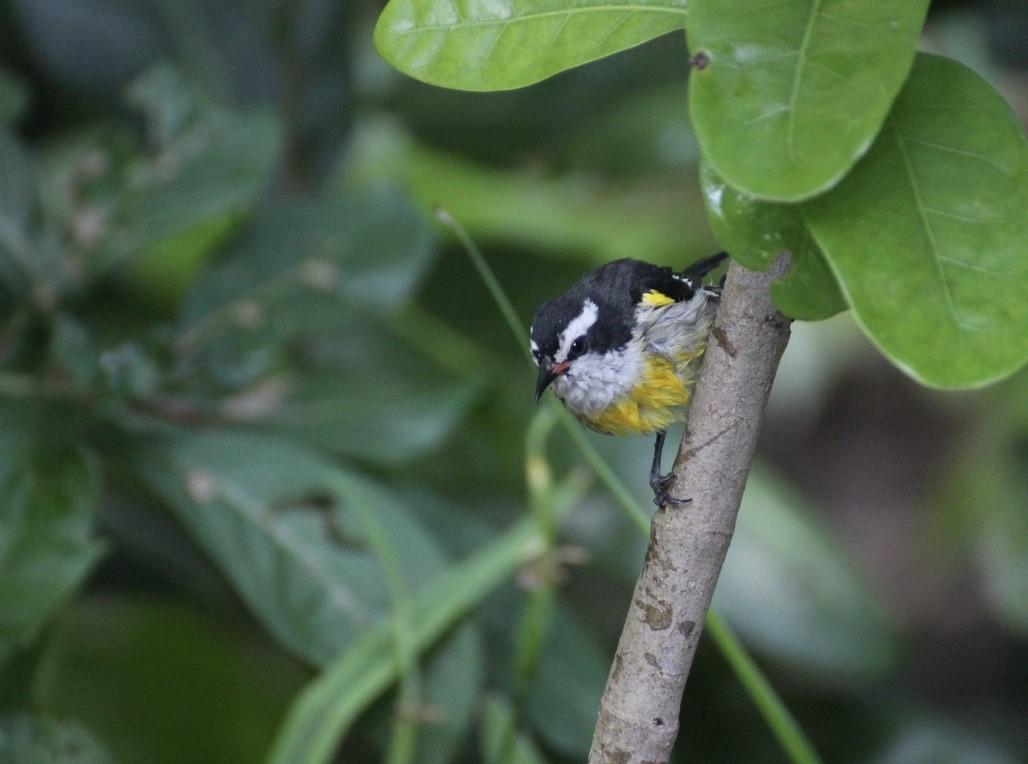 Bananaquit - ML626347931