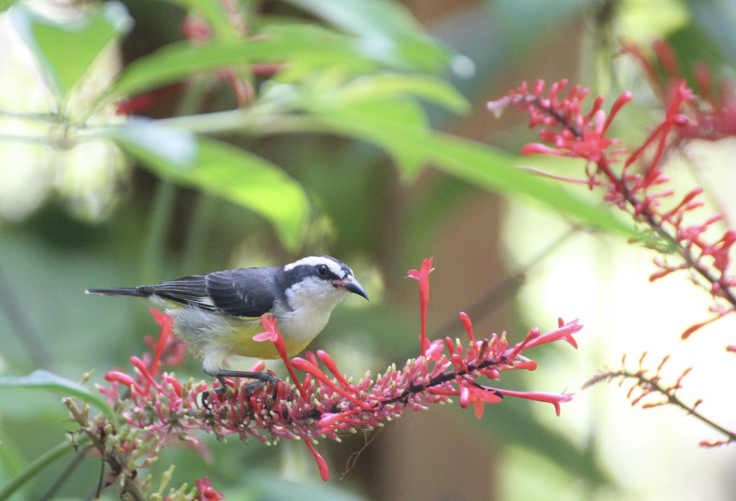 Bananaquit - ML626347997