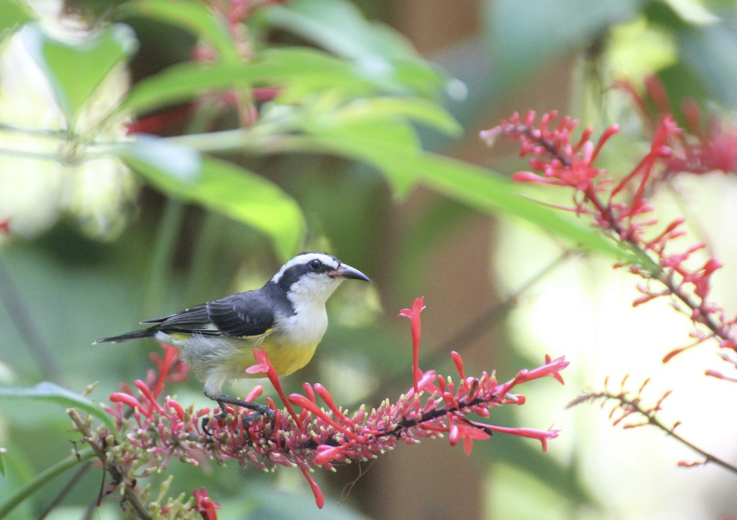 Bananaquit - ML626347999
