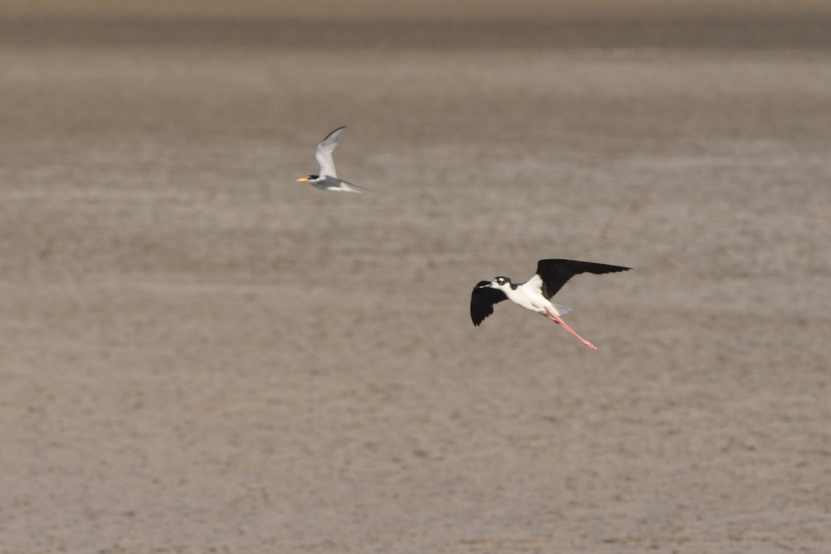 Least Tern - Brett Sandercock