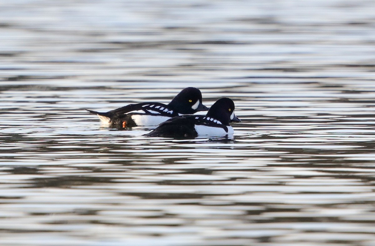 Barrow's Goldeneye - ML626348351