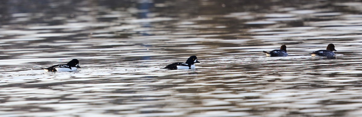 Barrow's Goldeneye - ML626348352