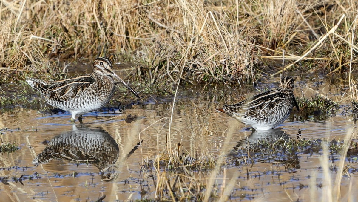 Wilson's Snipe - ML626348395