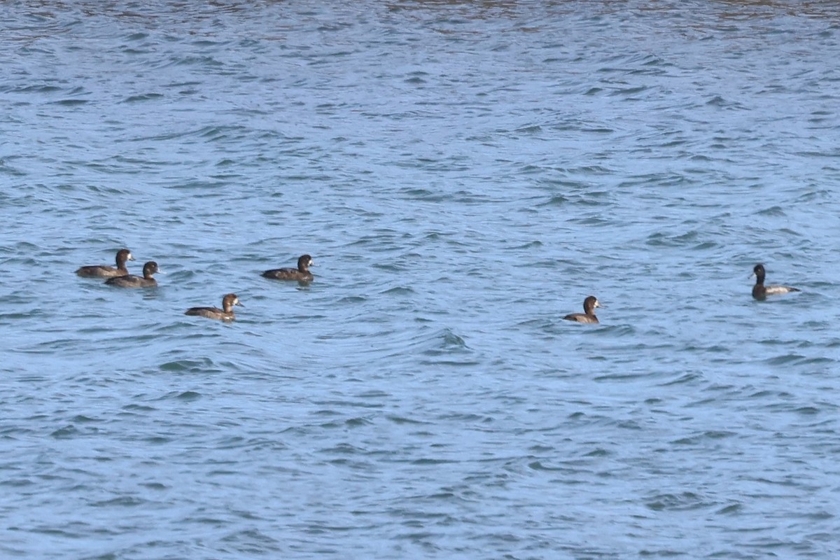 Lesser Scaup - ML626348489