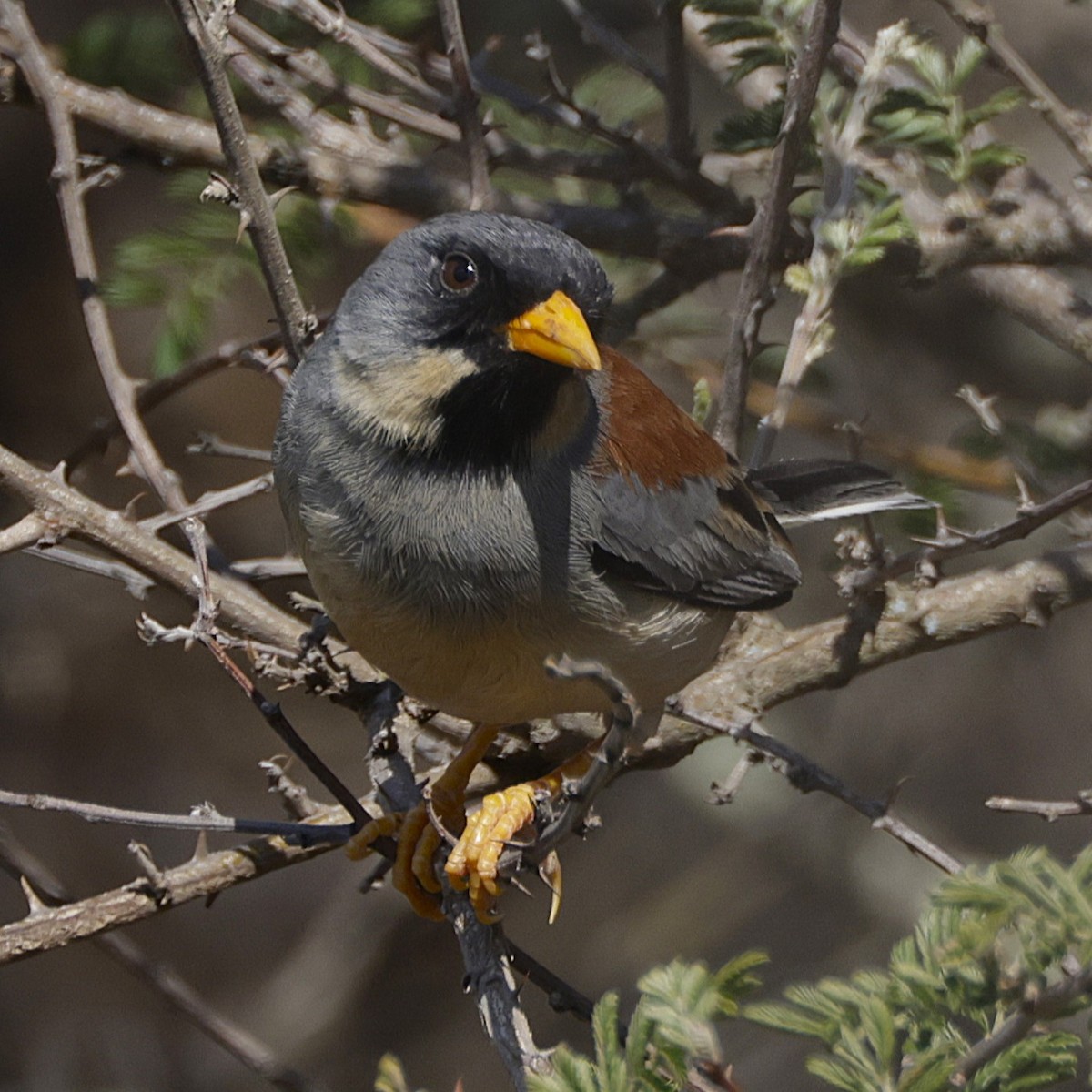 Buff-bridled Inca-Finch - ML626348643