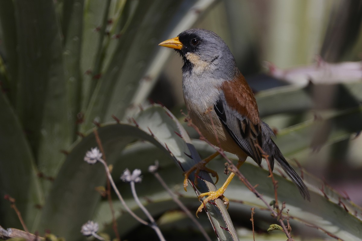 Buff-bridled Inca-Finch - ML626348780