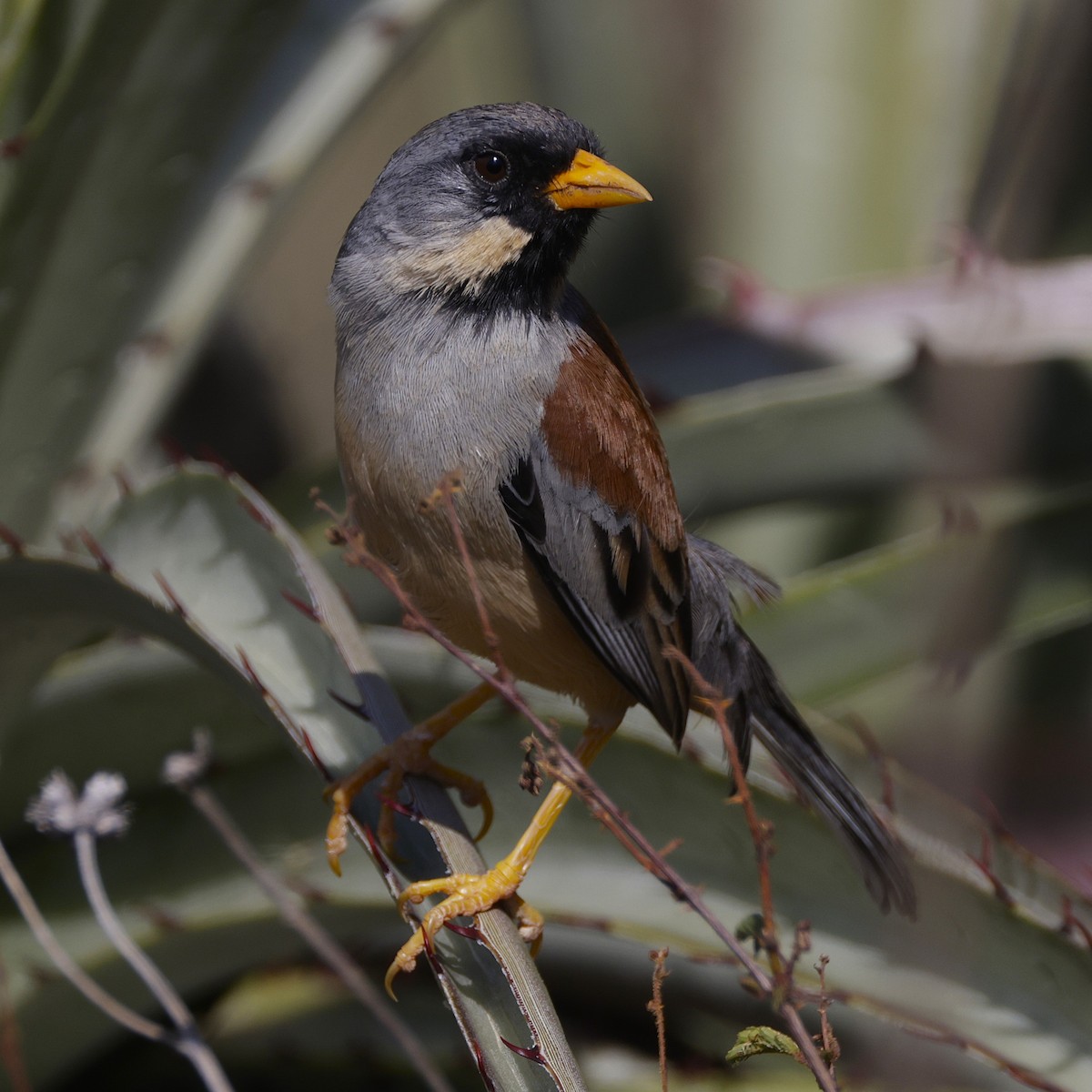 Buff-bridled Inca-Finch - ML626348870
